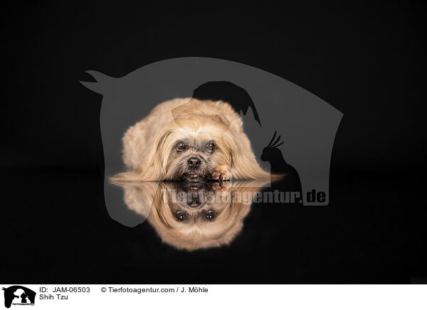 Shih Tzu / Shih Tzu / JAM-06503