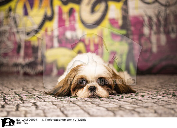 Shih Tzu / Shih Tzu / JAM-06507