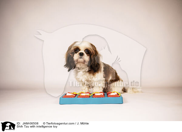 Shih Tzu mit Intelligenzspielzeug / Shih Tzu with intelligence toy / JAM-06508