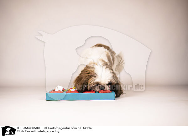 Shih Tzu mit Intelligenzspielzeug / Shih Tzu with intelligence toy / JAM-06509