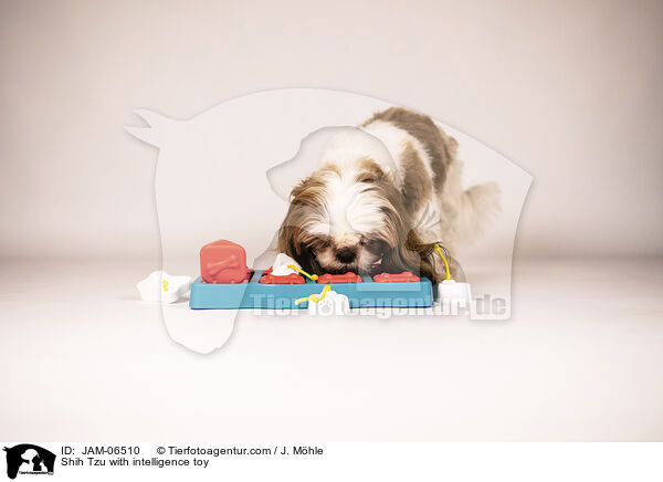 Shih Tzu mit Intelligenzspielzeug / Shih Tzu with intelligence toy / JAM-06510