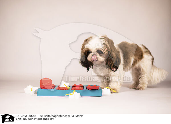 Shih Tzu mit Intelligenzspielzeug / Shih Tzu with intelligence toy / JAM-06513