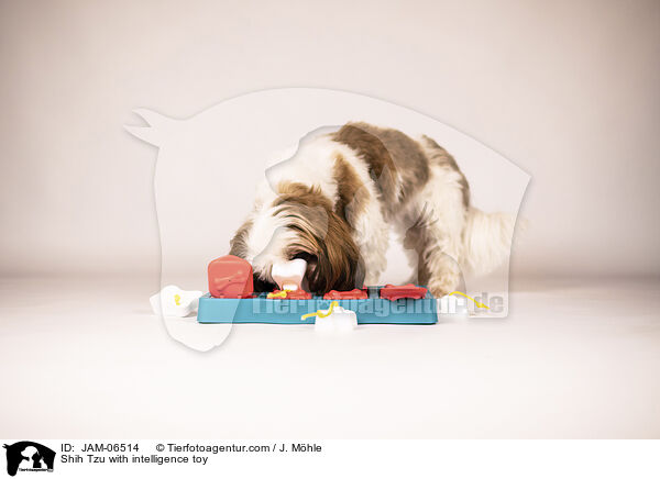 Shih Tzu mit Intelligenzspielzeug / Shih Tzu with intelligence toy / JAM-06514