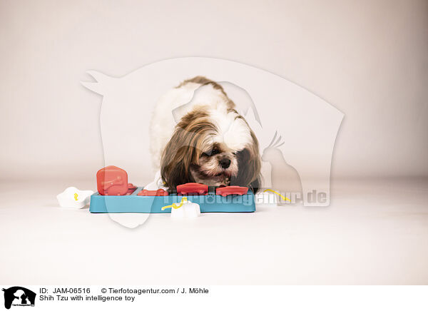 Shih Tzu mit Intelligenzspielzeug / Shih Tzu with intelligence toy / JAM-06516