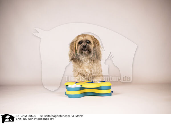 Shih Tzu mit Intelligenzspielzeug / Shih Tzu with intelligence toy / JAM-06520