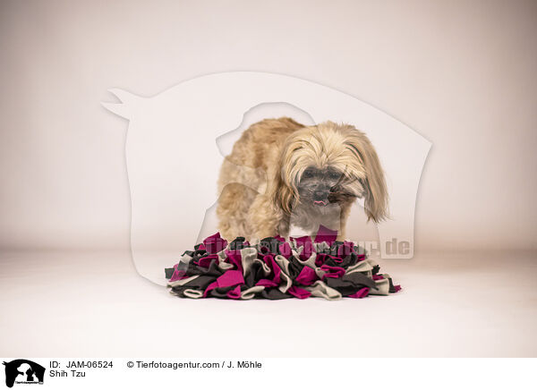 Shih Tzu / Shih Tzu / JAM-06524