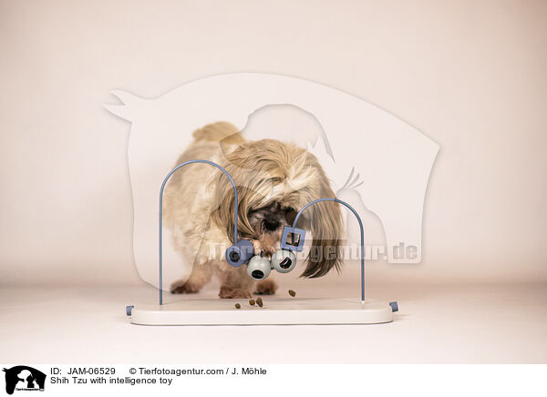 Shih Tzu mit Intelligenzspielzeug / Shih Tzu with intelligence toy / JAM-06529