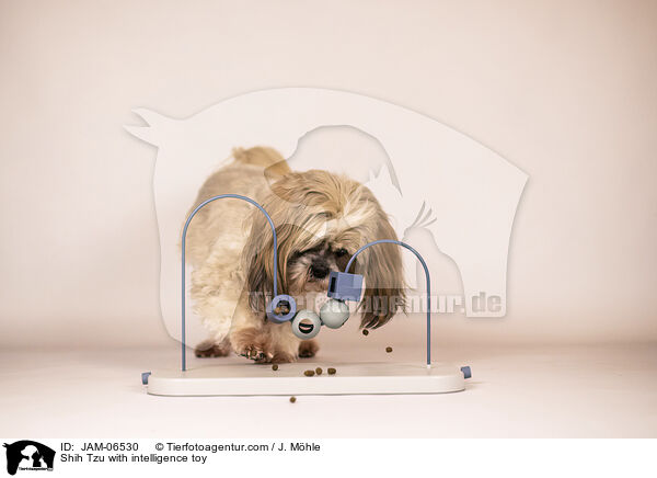 Shih Tzu mit Intelligenzspielzeug / Shih Tzu with intelligence toy / JAM-06530