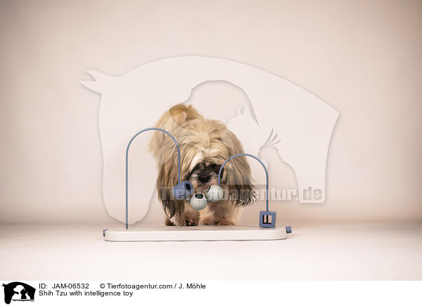 Shih Tzu mit Intelligenzspielzeug / Shih Tzu with intelligence toy / JAM-06532