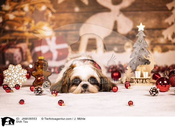 Shih Tzu / Shih Tzu / JAM-06553