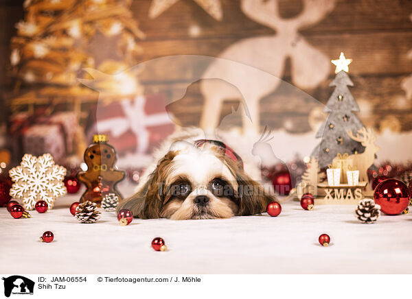 Shih Tzu / Shih Tzu / JAM-06554