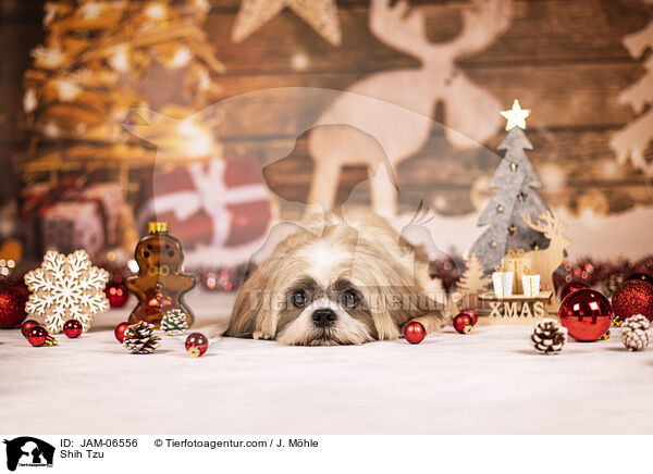 Shih Tzu / Shih Tzu / JAM-06556