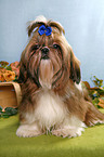 sitting Shih Tzu