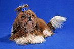 lying Shih Tzu