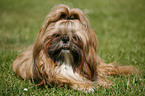 lying Shih Tzu