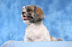 sitting Shih Tzu