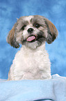 Shih Tzu Portrait