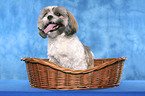 Shih Tzu in basket