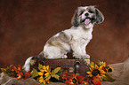 sitting Shih Tzu