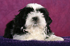 Shih Tzu Puppy