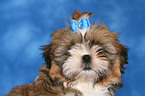 Shih Tzu Puppy