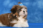 Shih Tzu Puppy