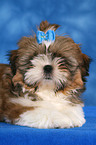 Shih Tzu Puppy