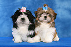 Shih Tzu Puppies