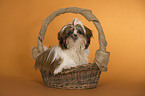 sitting Shih Tzu