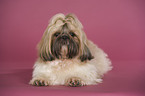 lying Shih Tzu