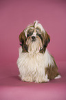 sitting Shih Tzu