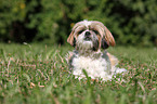 lying Shih Tzu