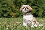 sitting Shih Tzu