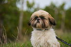 Shih Tzu Portrait