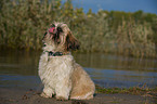 sitting Shih Tzu