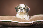 lying Shih Tzu