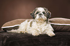 lying Shih Tzu