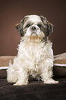 sitting Shih Tzu