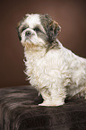 standing Shih Tzu