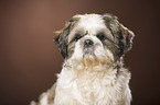 Shih Tzu Portrait