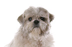 Shih Tzu cut out