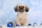 sitting Shih Tzu