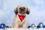 sitting Shih Tzu