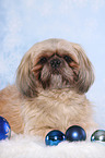 lying Shih Tzu