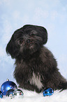 sitting Shih Tzu