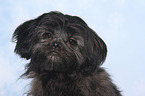 Shih Tzu Portrait