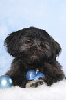 lying Shih Tzu