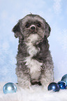 sitting Shih Tzu