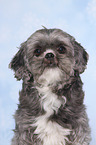 Shih Tzu Portrait