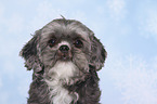 Shih Tzu Portrait